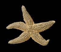 Test d'étoile de mer actuelle